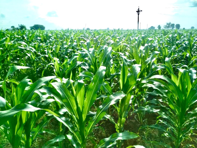  Agricultural Land 2 Acre for Sale in Shirdi, Ahmednagar