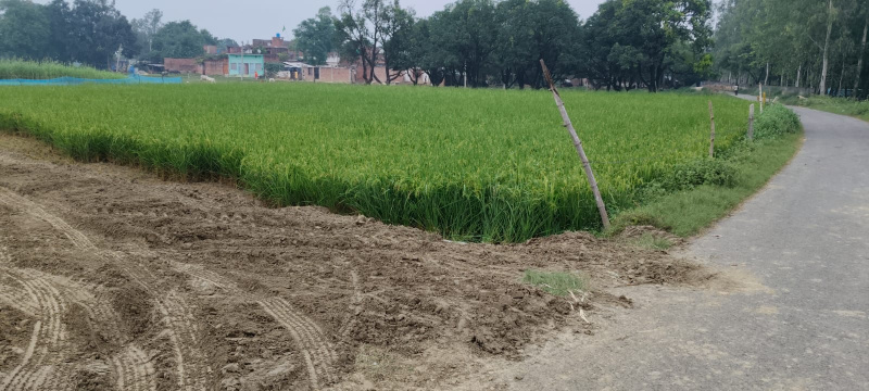  Residential Plot 120000 Biswa for Sale in Ayodhya, Faizabad