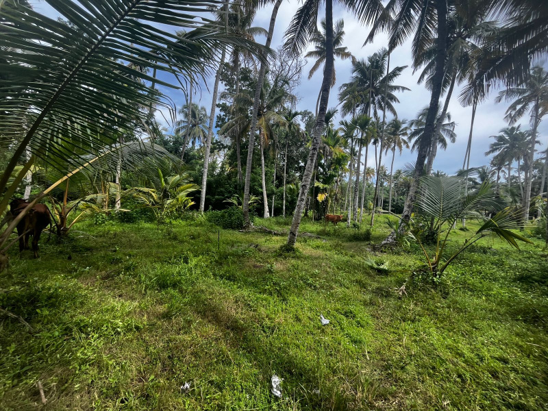  Residential Plot 25 Cent for Sale in Chavara, Kollam