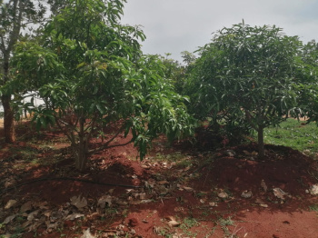  Agricultural Land for Sale in Gandarvakottai, Pudukkottai