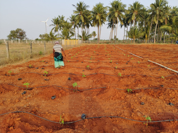  Agricultural Land for Sale in Vallioor, Tirunelveli