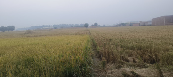  Agricultural Land for Sale in Shamshabad Patti, Sirsa