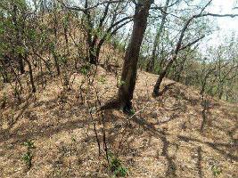  Agricultural Land for Sale in Fatehgarh, Hoshiarpur