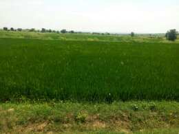 Agricultural Land 5 Acre for Sale in Phillaur, Jalandhar