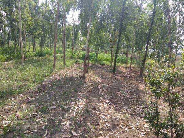 Agricultural Land 40 Acre for Sale in Ludhiana Ludhiana