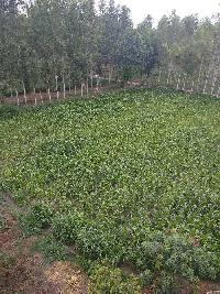  Agricultural Land for Sale in sirsa, Sirsa, Sirsa