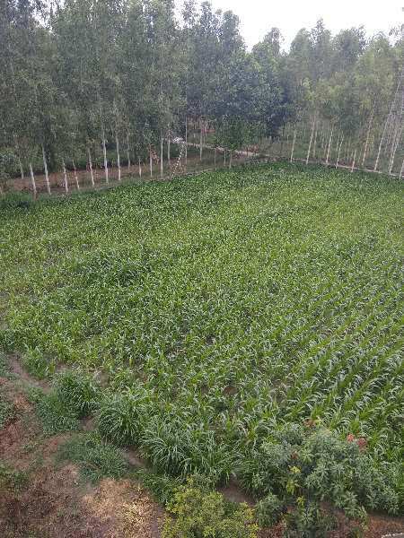 Agricultural Land 24 Acre for Sale in sirsa Sirsa