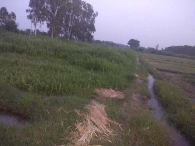 Agricultural Land 4 Acre for Sale in Hoshiarpur Hoshiarpur