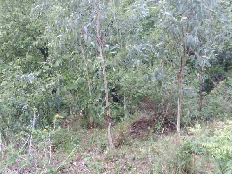 Agricultural Land 4 Acre for Sale in Bhunga, Hoshiarpur