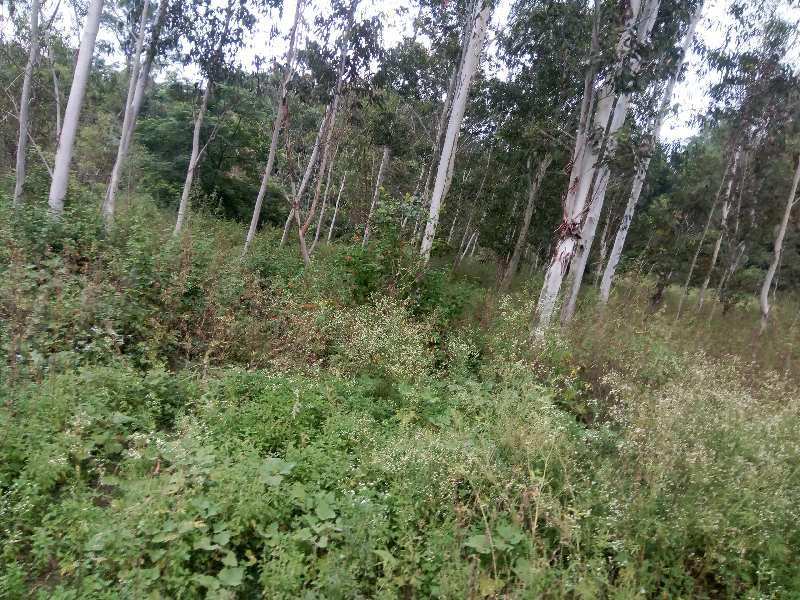 Agricultural Land 2 Acre for Sale in Bhunga, Hoshiarpur