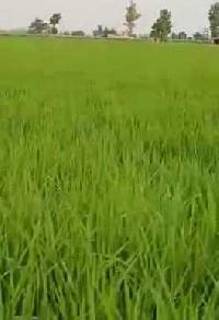  Agricultural Land for Sale in Pansera, Hoshiarpur, Hoshiarpur