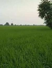 Agricultural Land for Sale in Jalalabad, Fazilka