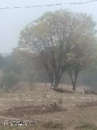 Agricultural Land for Sale in Ropar, Rupnagar