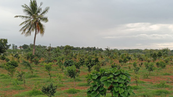  Agricultural Land for Sale in Gauribidanur, Bangalore