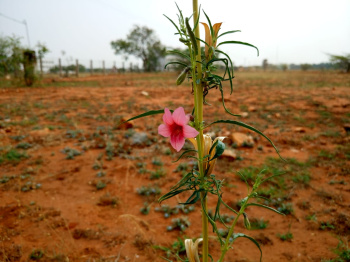  Residential Plot for Sale in Avinashi Road, Coimbatore