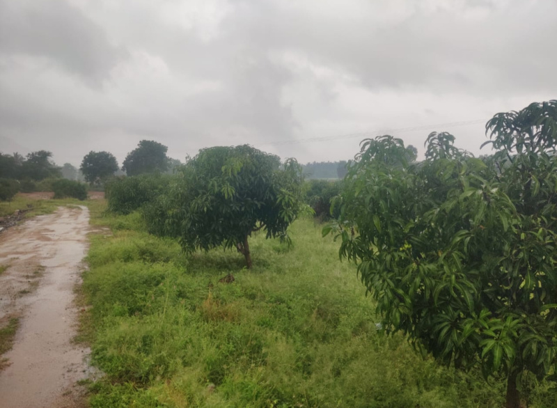  Agricultural Land 4 Ares for Sale in Udumalaipettai, Tirupur