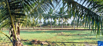  Agricultural Land for Sale in Pollachi, Coimbatore