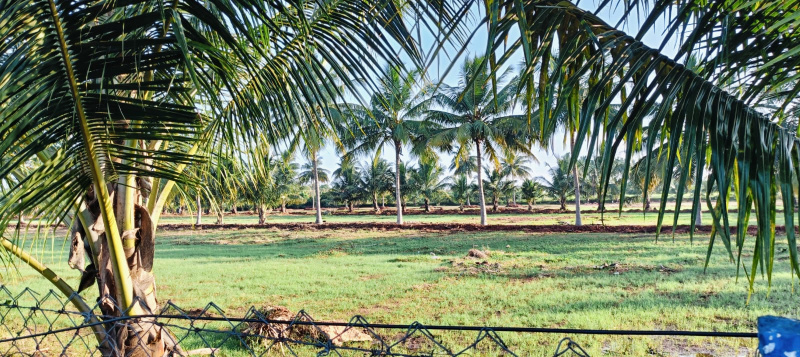  Agricultural Land 2 Acre for Sale in Pollachi, Coimbatore