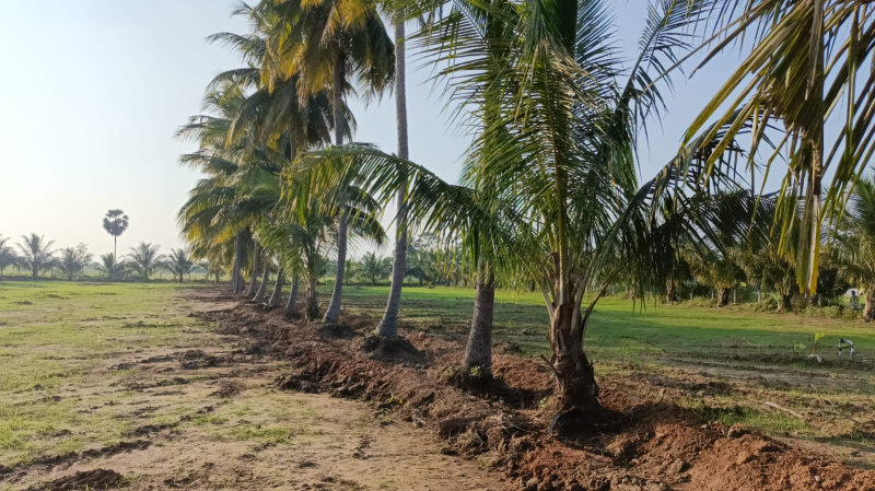  Agricultural Land 2 Acre for Sale in Pollachi, Coimbatore