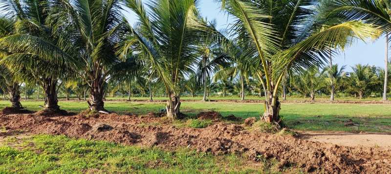  Agricultural Land 9156 Sq.ft. for Sale in Annur, Coimbatore