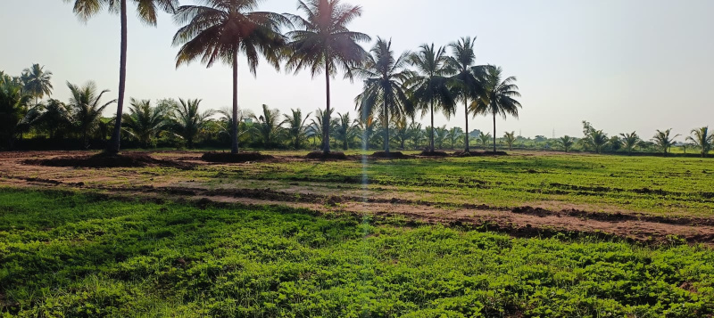  Agricultural Land 9156 Sq.ft. for Sale in Annur, Coimbatore