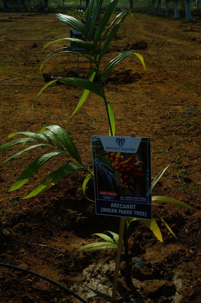  Residential Plot 436 Sq.ft. for Sale in Annur, Coimbatore
