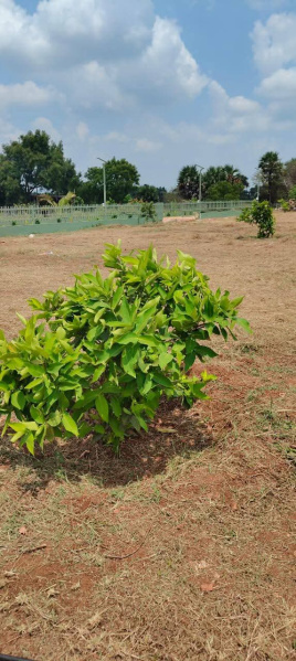  Residential Plot 436 Sq.ft. for Sale in Othakalmandapam, Coimbatore