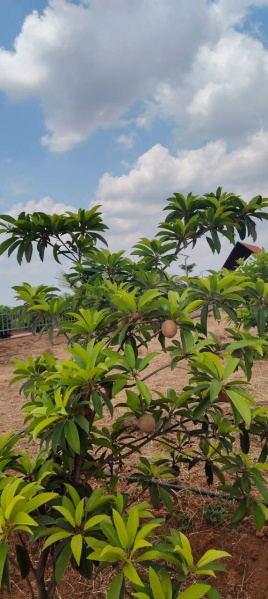  Residential Plot 436 Sq.ft. for Sale in Othakalmandapam, Coimbatore