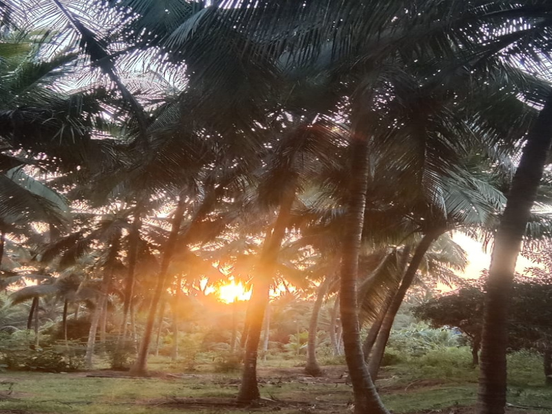  Agricultural Land 5 Acre for Sale in Pollachi, Coimbatore
