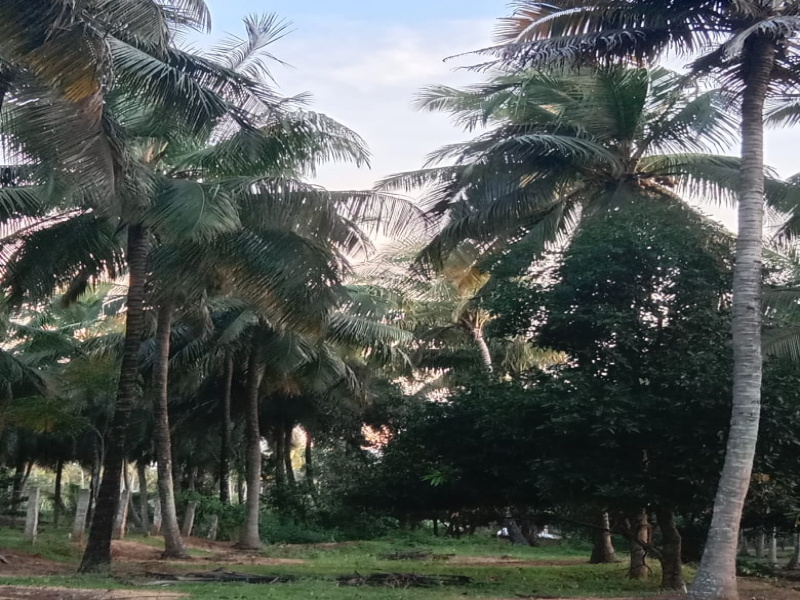  Agricultural Land 5 Acre for Sale in Pollachi, Coimbatore