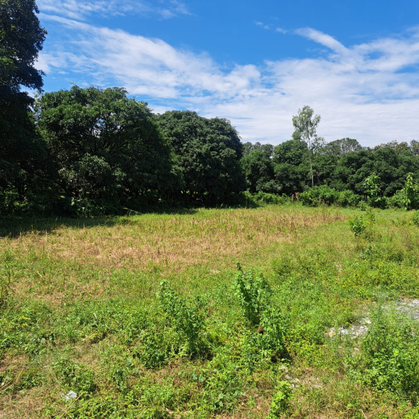  Residential Plot 540 Bigha for Sale in Herbertpur, Dehradun