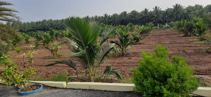  Agricultural Land 21 Cent for Sale in Kinathukadavu, Coimbatore