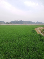  Agricultural Land for Rent in Balliwala, Dehradun