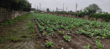  Industrial Land for Rent in Bijalpur, Indore