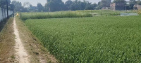  Residential Plot for Sale in Rajatalab, Varanasi
