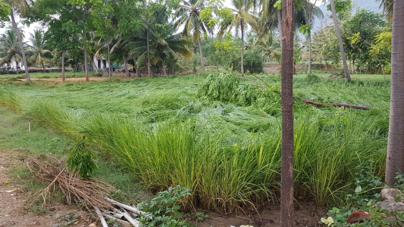  Agricultural Land 5 Acre for Sale in Anthiyur, Erode