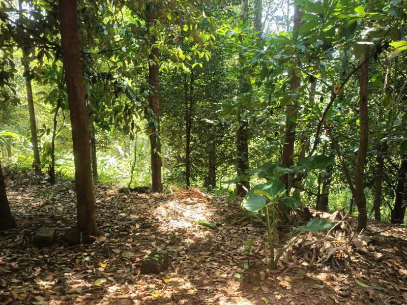  Residential Plot 65 Cent for Sale in Adimali, Idukki