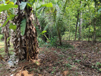 Residential Plot for Sale in Cherpulassery, Palakkad