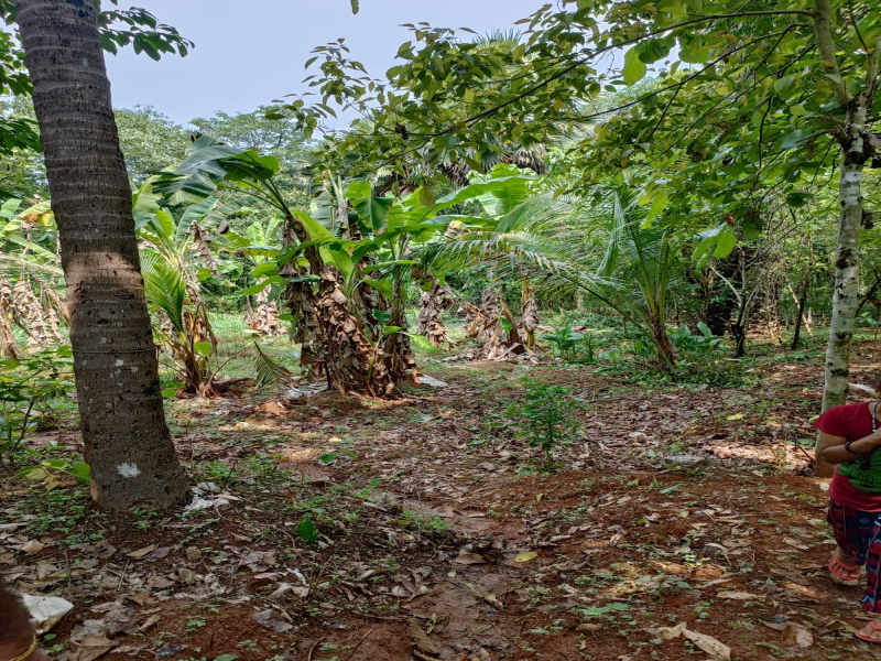  Residential Plot 35 Cent for Sale in Cherpulassery, Palakkad