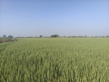 Agricultural Land for Sale in Kishorpur, Palwal