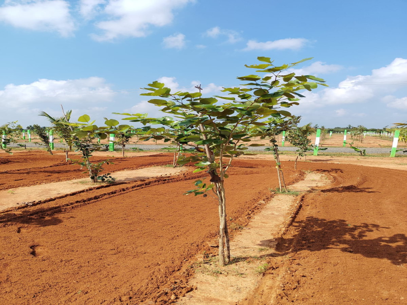 Agricultural Land 9650 Sq.ft. for Sale in Madurantakam, Chennai