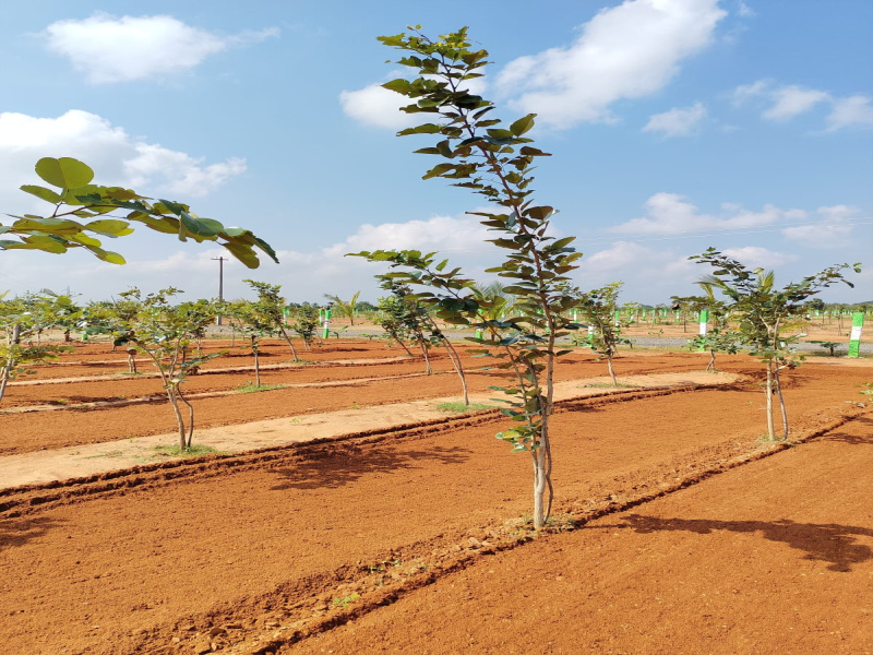  Agricultural Land 12000 Sq.ft. for Sale in Melmaruvathur, Chennai