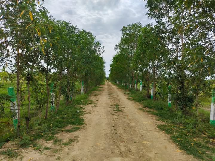  Agricultural Land 9600 Sq.ft. for Sale in Uthiramerur, Kanchipuram