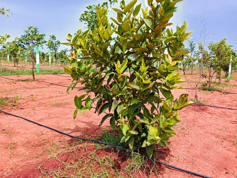  Agricultural Land 10000 Sq.ft. for Sale in Kelambakkam, Chennai