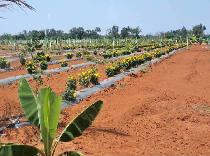  Agricultural Land 10000 Sq.ft. for Sale in Cheyyur, Chengalpattu