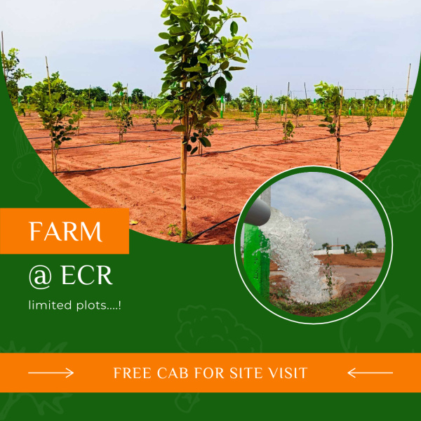  Agricultural Land 10000 Sq.ft. for Sale in Omr, Chennai