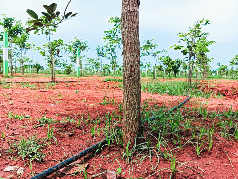  Agricultural Land 10000 Sq.ft. for Sale in Omr, Chennai