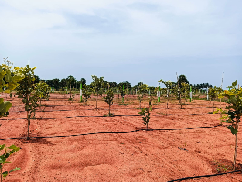  Agricultural Land 10000 Sq.ft. for Sale in Omr, Chennai