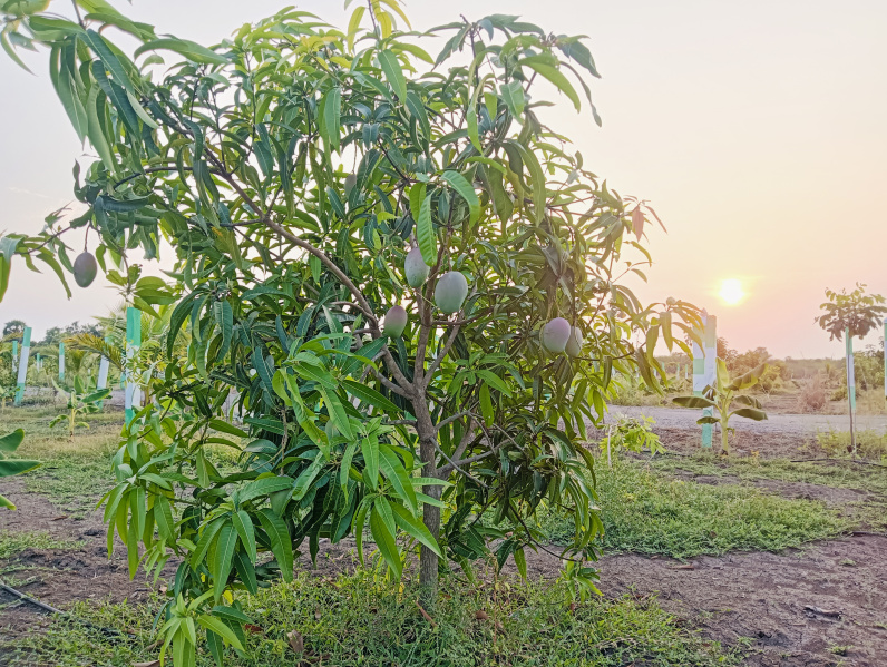  Agricultural Land 9800 Sq.ft. for Sale in Tindivanam, Pondicherry