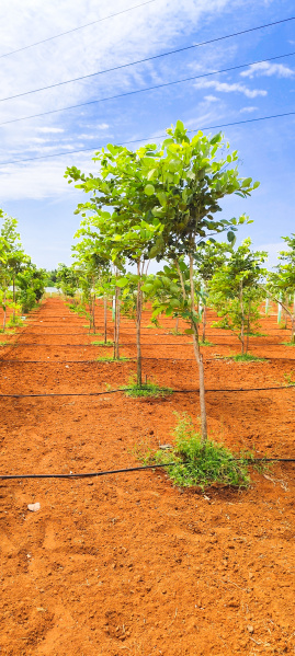  Agricultural Land 12000 Sq.ft. for Sale in Kalpakkam To Vandalur Road, Chennai